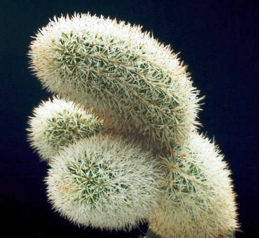 Pygmaeocereus_densiaculeatu